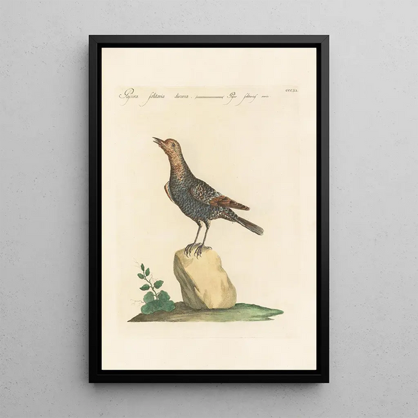 Ornithologia methodice digesta Pl293 - Saverio Manetti — gerahmtes Bild an der Wand