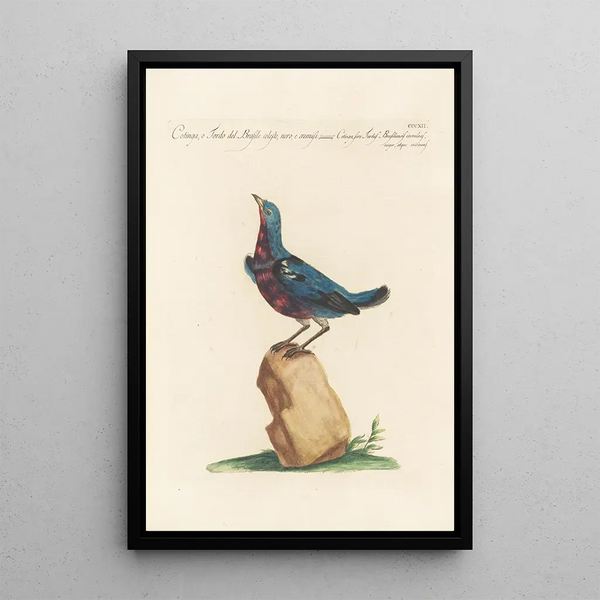 Ornithologia methodice digesta Pl294 - Saverio Manetti — gerahmtes Bild an der Wand