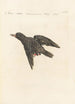 Ornithologia methodice digesta Pl297 - Saverio Manetti — Ansicht des Kunstwerks