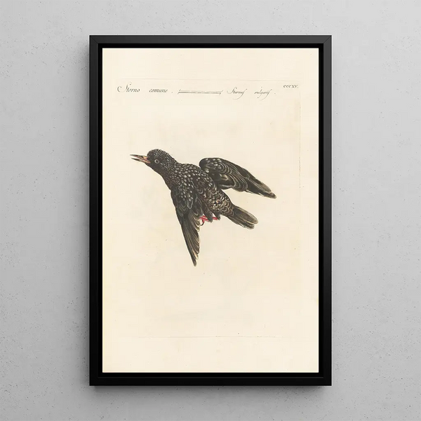 Ornithologia methodice digesta Pl297 - Saverio Manetti — gerahmtes Bild an der Wand