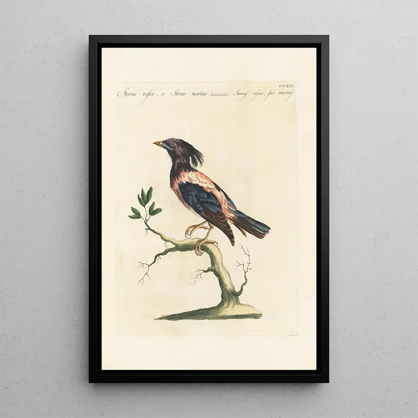 Ornithologia methodice digesta Pl298 - Saverio Manetti — gerahmtes Bild an der Wand