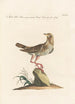 Ornithologia methodice digesta Pl299 - Saverio Manetti — Ansicht des Kunstwerks