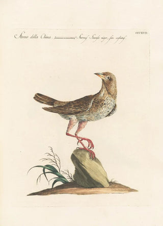 Saverio Manetti - Ornithologia methodice digesta Pl299.webp