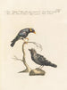 Ornithologie methodisch verdaut Pl300 - Saverio Manetti — Ansicht des Kunstwerks