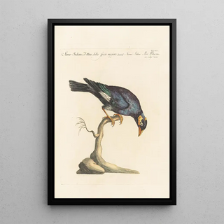 Saverio Manetti - Ornithologia methodice digesta Pl301.webp