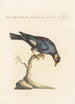 Ornithologia methodice digesta Pl301 - Saverio Manetti — Ansicht des Kunstwerks