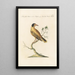 Ornithologia methodice digesta Pl302 - Saverio Manetti — gerahmtes Bild an der Wand
