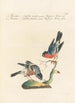 Ornithologia methodice digesta Pl303 - Saverio Manetti — Ansicht des Kunstwerks