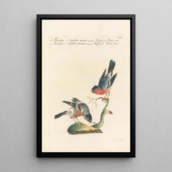 Ornithologia methodice digesta Pl303 - Saverio Manetti — gerahmtes Bild an der Wand