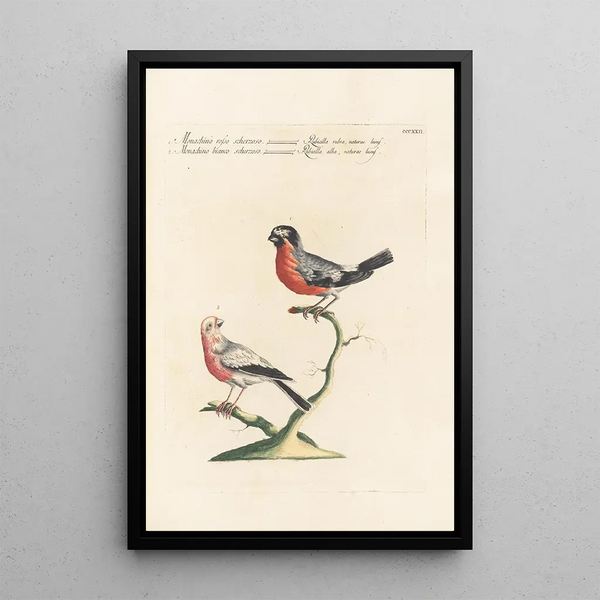 Ornithologia methodice digesta Pl304 - Saverio Manetti — gerahmtes Bild an der Wand
