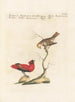 Ornithologia methodice digesta Pl305 - Saverio Manetti — Ansicht des Kunstwerks