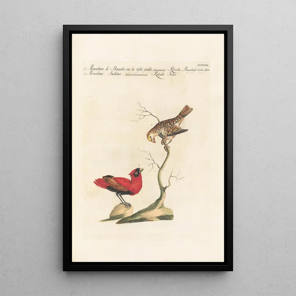 Ornithologia methodice digesta Pl305 - Saverio Manetti — gerahmtes Bild an der Wand