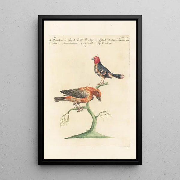 Ornithologia methodice digesta Pl306 - Saverio Manetti — gerahmtes Bild an der Wand