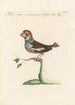 Ornithologia methodice digesta Pl307 - Saverio Manetti — Ansicht des Kunstwerks
