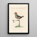 Ornithologia methodice digesta Pl307 - Saverio Manetti — gerahmtes Bild an der Wand