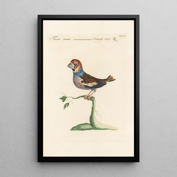 Ornithologia methodice digesta Pl307 - Saverio Manetti — gerahmtes Bild an der Wand