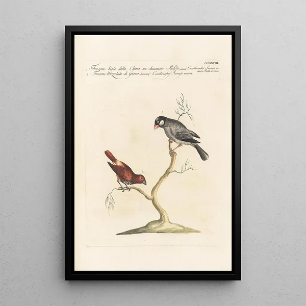 Ornithologia methodice digesta Pl310 - Saverio Manetti — gerahmtes Bild an der Wand
