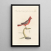 Ornithologia methodice digesta Pl311 - Saverio Manetti — gerahmtes Bild an der Wand