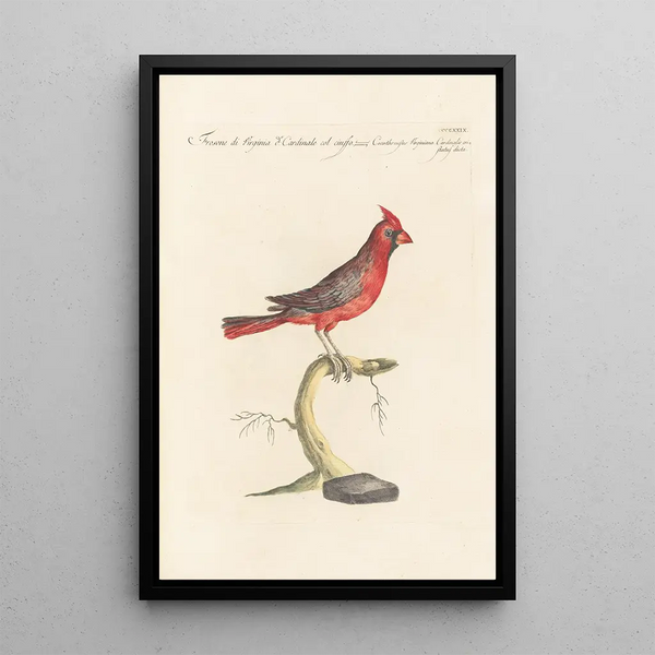Ornithologia methodice digesta Pl311 - Saverio Manetti — gerahmtes Bild an der Wand
