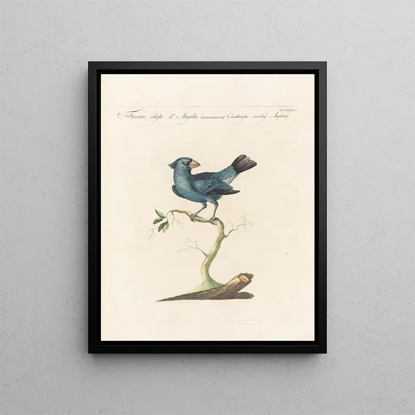 Ornithologie methodisch verdaut Pl312 - Saverio Manetti — gerahmtes Bild an der Wand