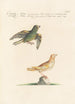 Ornithologia methodice digesta Pl313 - Saverio Manetti — Ansicht des Kunstwerks