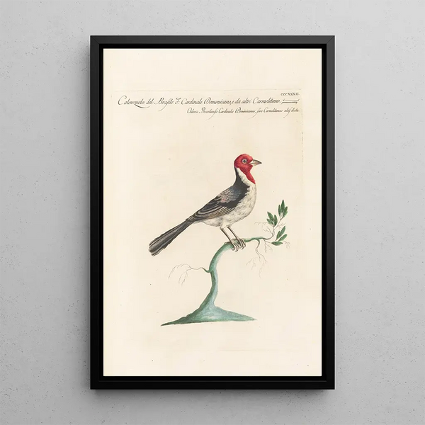 Ornithologia methodice digesta Pl314 - Saverio Manetti — gerahmtes Bild an der Wand