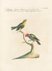 Ornithologia methodice digesta Pl315 - Saverio Manetti — Ansicht des Kunstwerks