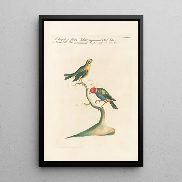 Ornithologia methodice digesta Pl315 - Saverio Manetti — gerahmtes Bild an der Wand