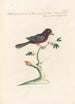Ornithologia methodice digesta Pl316 - Saverio Manetti — Ansicht des Kunstwerks