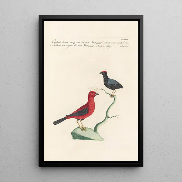 Ornithologia methodice digesta Pl317 - Saverio Manetti — gerahmtes Bild an der Wand