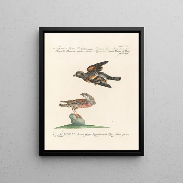 Ornithologie methodisch verdaut Pl320 - Saverio Manetti — gerahmtes Bild an der Wand