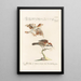 Ornithologia methodice digesta Pl322 - Saverio Manetti — gerahmtes Bild an der Wand