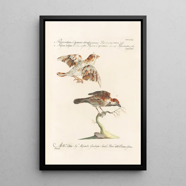 Ornithologia methodice digesta Pl322 - Saverio Manetti — gerahmtes Bild an der Wand