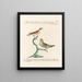 Ornithologie methodisch verdaut Pl323 - Saverio Manetti — gerahmtes Bild an der Wand