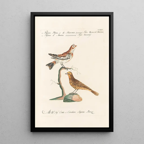 Ornithologia methodice digesta Pl324 - Saverio Manetti — gerahmtes Bild an der Wand