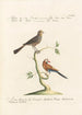 Ornithologia methodice digesta Pl325 - Saverio Manetti — Ansicht des Kunstwerks