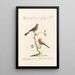 Ornithologia methodice digesta Pl325 - Saverio Manetti — gerahmtes Bild an der Wand