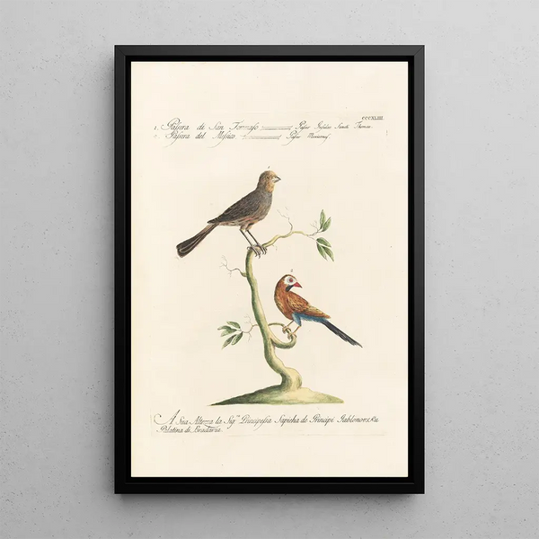 Ornithologia methodice digesta Pl325 - Saverio Manetti — gerahmtes Bild an der Wand