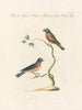 Ornithologie methodisch verdaut Pl326 - Saverio Manetti — Ansicht des Kunstwerks