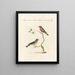 Ornithologie methodisch verdaut Pl326 - Saverio Manetti — gerahmtes Bild an der Wand