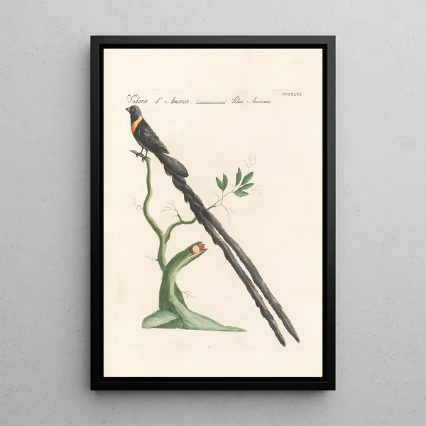 Ornithologia methodice digesta Pl328 - Saverio Manetti — gerahmtes Bild an der Wand