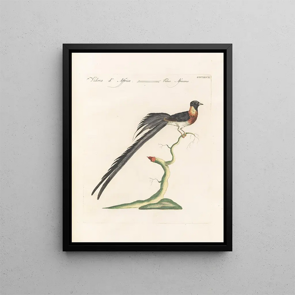 Ornithologie methodisch verdaut Pl329 - Saverio Manetti — gerahmtes Bild an der Wand