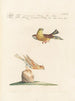 Ornithologie methodisch verdaut Pl330 - Saverio Manetti — Ansicht des Kunstwerks