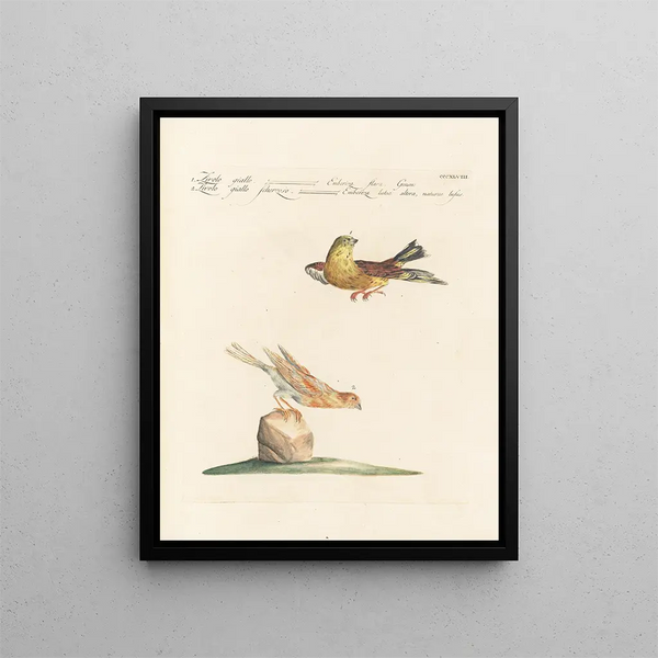 Ornithologie methodisch verdaut Pl330 - Saverio Manetti — gerahmtes Bild an der Wand