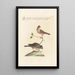 Ornithologia methodice digesta Pl332 - Saverio Manetti — gerahmtes Bild an der Wand