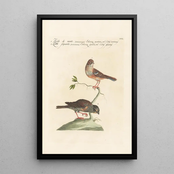 Ornithologia methodice digesta Pl332 - Saverio Manetti — gerahmtes Bild an der Wand