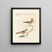 L'ornithologie méthodiquement digérée Pl333 - Saverio Manetti — gerahmtes Bild an der Wand