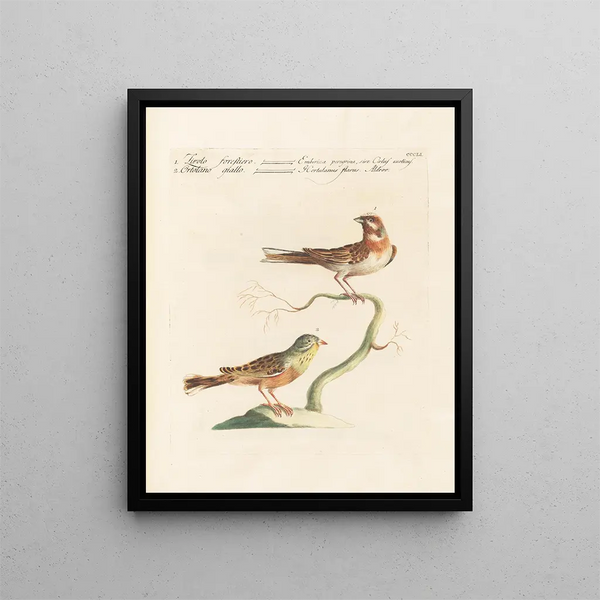 L'ornithologie méthodiquement digérée Pl333 - Saverio Manetti — gerahmtes Bild an der Wand