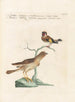 Ornithologie methodisch verdaut Pl335 - Saverio Manetti — Ansicht des Kunstwerks