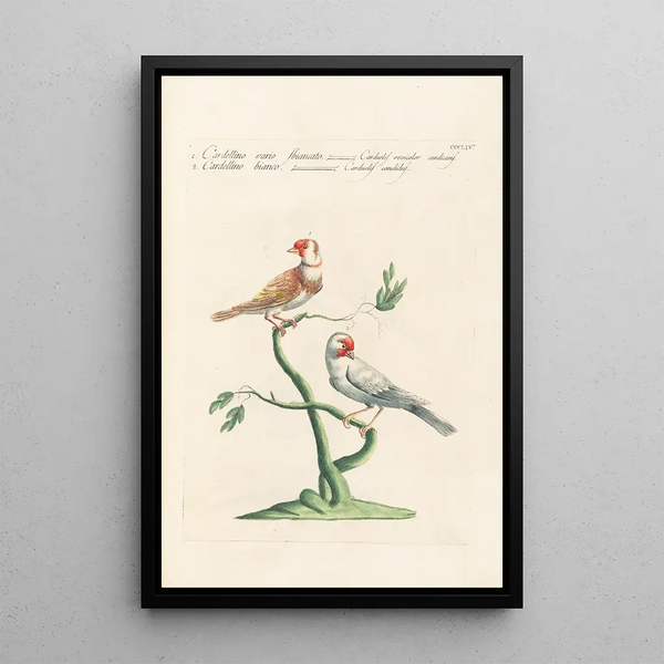 Ornithologia methodice digesta Pl336 - Saverio Manetti — gerahmtes Bild an der Wand